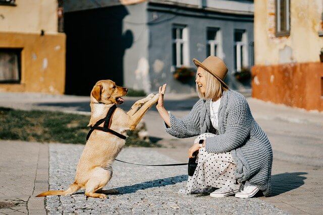 愛犬と女性