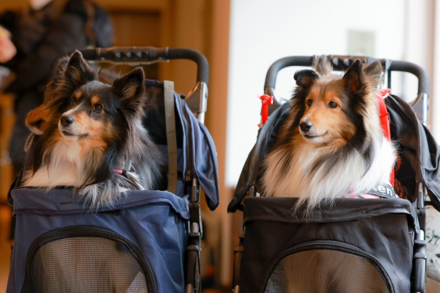 犬2匹の写真